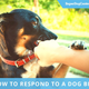 Illustration for article titled How to Respond to a Dog Biteem/em